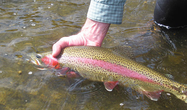 Rainbow trout